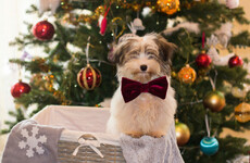 Poll: Should there be a ban on buying dogs around Christmas time?