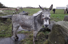 'Sheer neglect': ISPCA investigating donkey found with 'horrific head injuries'