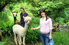 Inside the wonderful little farm in West Cork where you can go walking with alpacas