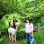 Inside the wonderful little farm in West Cork where you can go walking with alpacas