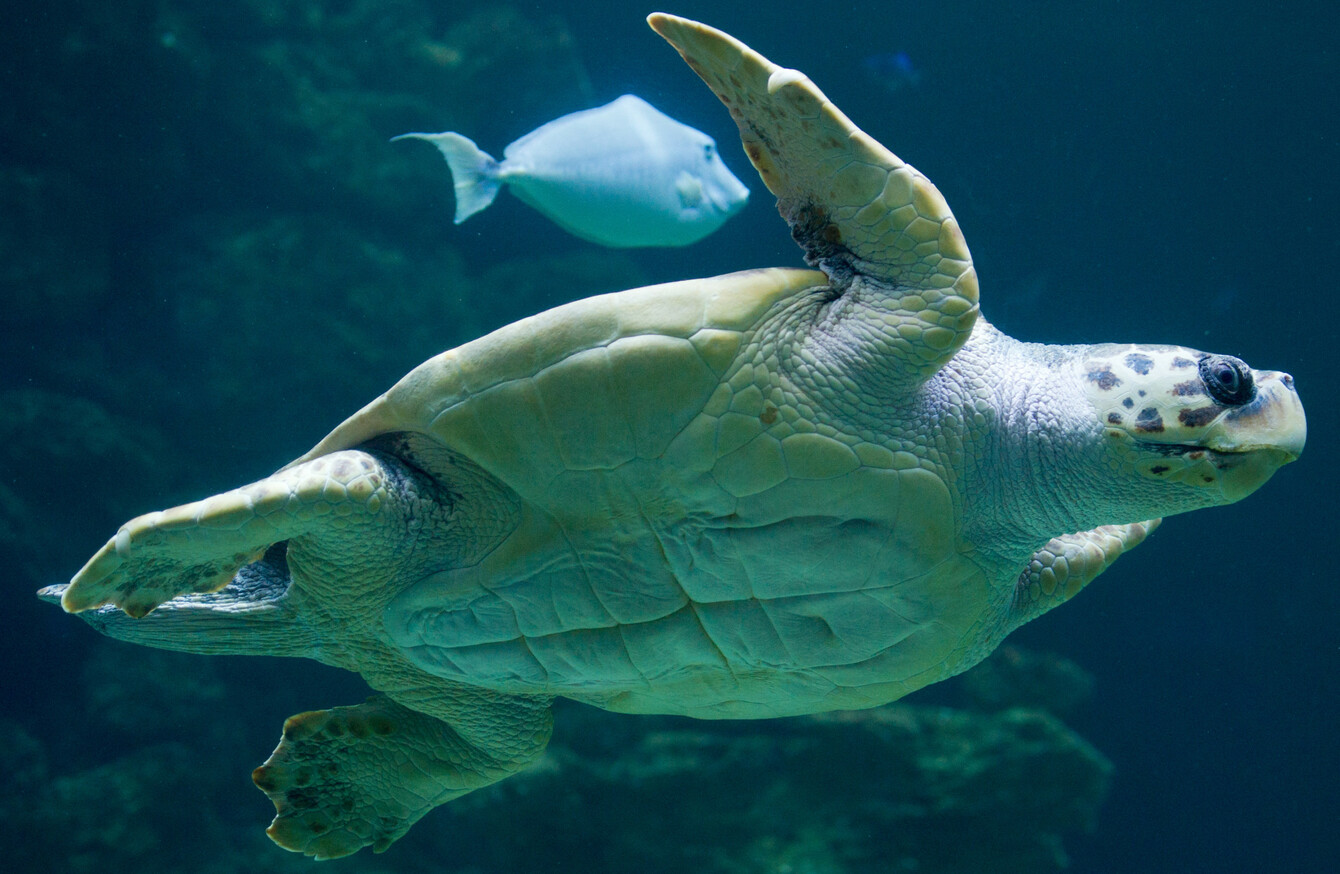 Plastic rubbish is killing hundreds of turtles every year