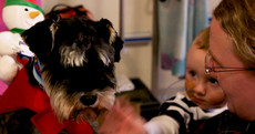 Meet the dogs helping to cheer up sick children in Temple Street hospital