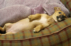 'By getting a puppy at Christmas you're putting it at the worst start in life'