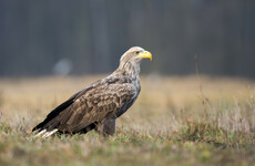 Concerns that rat poison restrictions aren't enough to protect birds of prey