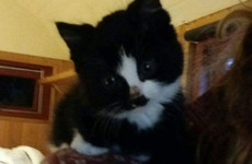 Kit-mas miracle - kitten survives being put in a bag and thrown into the sea