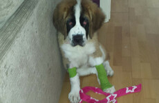 Donegal man admits illegally removing the dew claws from a St Bernard puppy