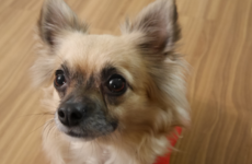 Here are 10 predictions for 2018 that were made by a chihuahua named Spider