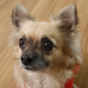 Here are 10 predictions for 2018 that were made by a chihuahua named Spider