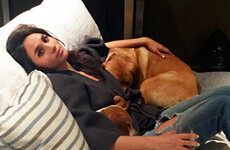 Irish Supervet Noel Fitzpatrick has reportedly been called in after Meghan Markle's dog 'breaks two legs'