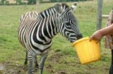 Slideshow: unusual pets available in Ireland