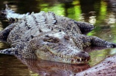 Crocodile blamed for plane crash