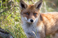 Gardaí investigate incident in which hunt dogs killed fox in front garden