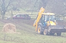 Investigation underway after several horses found dead in Clonmel