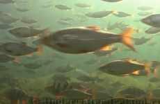 VIDEO: This isn't the Caribbean, this is Dublin's Grand Canal