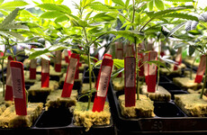 Recreational marijuana is legal in California from today