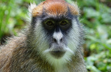 13 monkeys die in fire at safari park in England