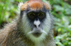 13 monkeys die in fire at safari park in England
