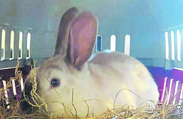 Limerick teenagers threw baby rabbit towards a river and let their dogs ...