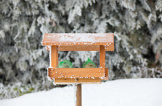 Gardening: 'January is a great month to decide what you are going to grow this year'