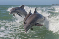 Sex of Mexican fish species so loud it could deafen dolphins, according to scientists