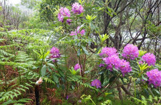 Killarney National Park 'significantly and rapidly deteriorating' due to rhododendron