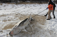 Shark froze to death as freezing cold continues to grip large sections of the US