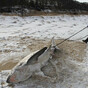 Shark froze to death as freezing cold continues to grip large sections of the US