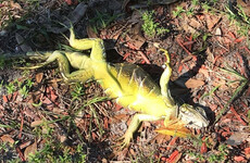 Frozen iguanas falling from trees in Florida as record-breaking cold spells continue