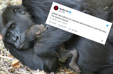People want a 'gorilla channel' from Netflix after a Twitter user made it up and claimed Trump watches it