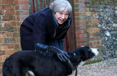Theresa May says she's a fox-hunting supporter but has pulled a u-turn on bringing it back