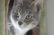 Man arrested in UK over death of five cats but charity fears he's not the 'Croydon cat killer'