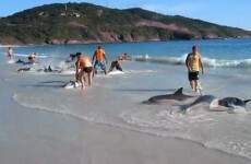 Beachgoers rescue stranded dolphins at Brazil beach