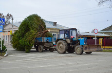 Poll: Where is your Christmas tree right now?