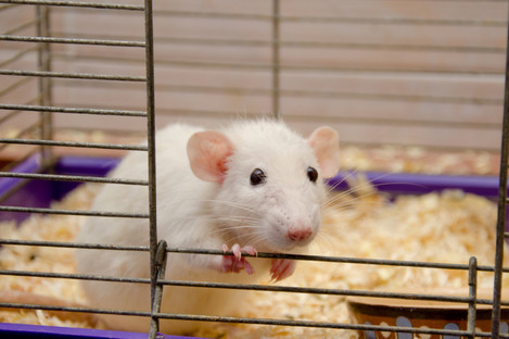 Rats and mice are commonly used in animal testing.