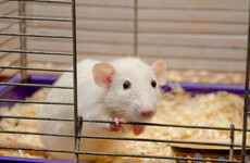Effect of new medicine in animal studies was "misrepresented" to get funding for human trials