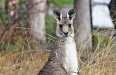 €10,000 reward for information about 'kangaroo' in nightclub