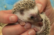 It's Friday, so here's a slideshow of hedgehogs from around the world