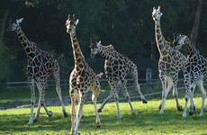 Why Cork's 'recession proof' Fota Wildlife Park may struggle to grow visitors in the recovery