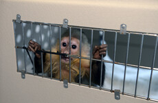 Justin Bieber's pet monkey still "has issues" five years after the singer abandoned him in Germany