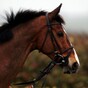 Kauto Star on track for Cheltenham recovery