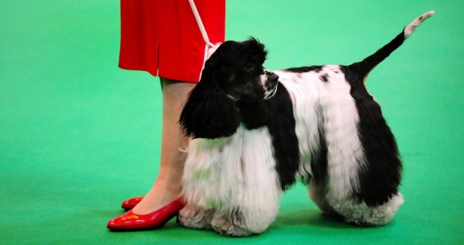 In pictures: It's a dog's life at Crufts