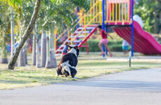 'Pooper snoopers are needed to stop family walks ending in excrement being scrubbed from shoes'