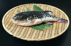 Japan activates emergency system to warn people about deadly blowfish