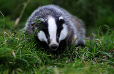 Badgers to be vaccinated against TB to stop them giving it to cattle