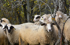 'They don't respect the rules': A flock of Romanian sheep are nibbling away at US security