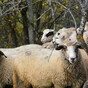 'They don't respect the rules': A flock of Romanian sheep are nibbling away at US security