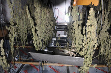 Man in his 50s arrested after cannabis growhouses found in Dublin and Kildare