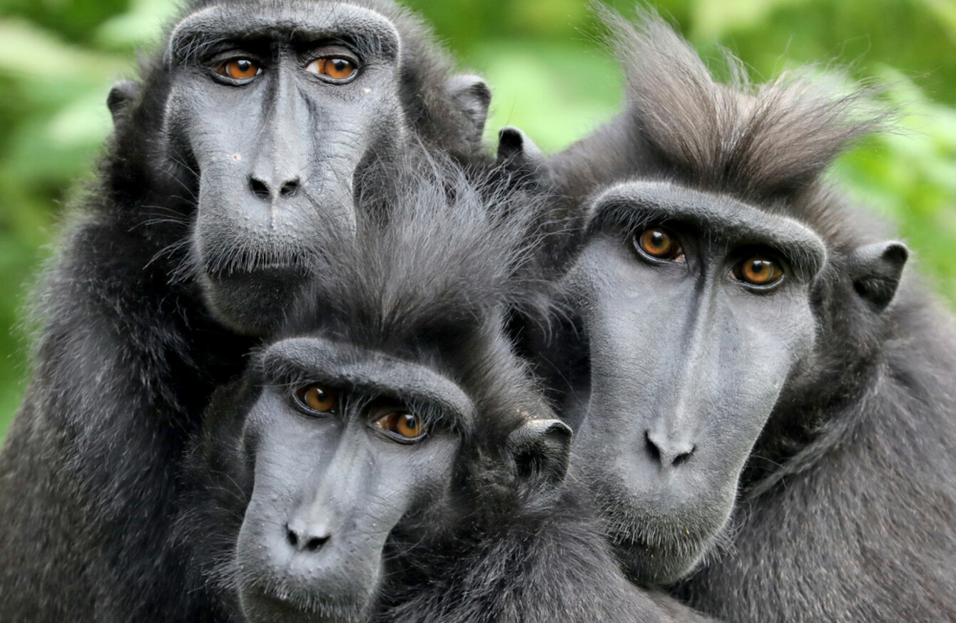 Three monkeys staged an escape from their enclosure in Dublin Zoo