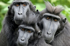 Three monkeys staged an escape from their enclosure in Dublin Zoo during Storm Ophelia