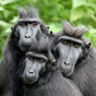 Three monkeys staged an escape from their enclosure in Dublin Zoo during Storm Ophelia